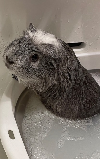 a guinea pig is taking a bath